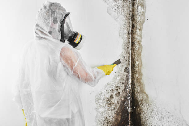 Best Mold Cleaning Services  in Sharpsburg, PA
