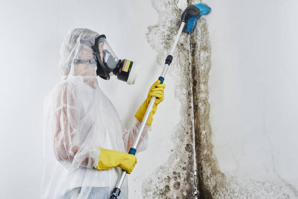 Attic Mold Removal in Sharpsburg, PA