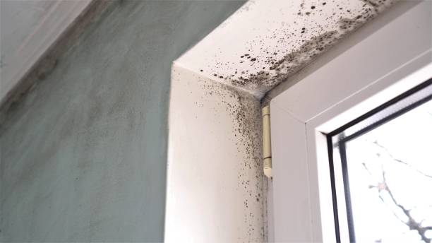 Best Attic Mold Removal  in Sharpsburg, PA