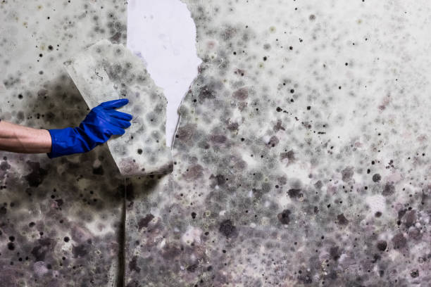 Best Fast Mold Removal  in Sharpsburg, PA